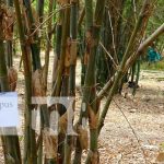 Presentan en Masaya la estrategia para fortalecer capacidades en el bambú Promoción de la artesanía a base de bambú desde Masaya