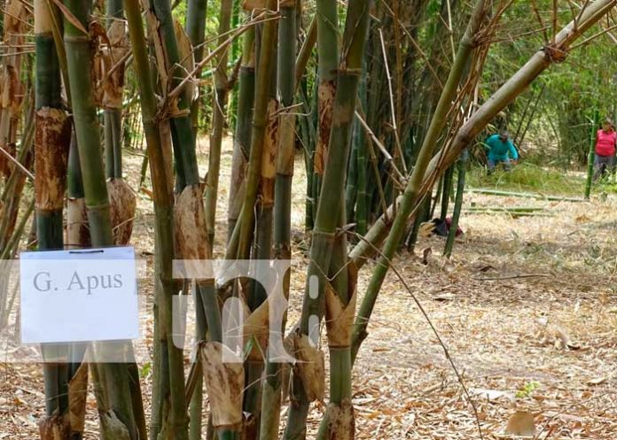 Promoción de la artesanía a base de bambú desde Masaya