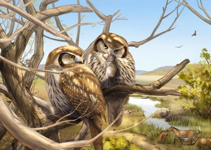 Descubren en China el fósil de un búho diurno extinto
