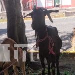 Feria de ovinos y caprinos en Boaco
