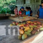 Ministerio Agropecuario de Nicaragua reporta excelentes cifras 2022-2023 Nuevo emprendimiento para procesar cacao en Jinotega