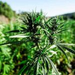 Marruecos autoriza cultivo de cannabis con fines terapéuticos y cosméticos Marruecos autoriza cultivo de cannabis con fines terapéuticos y cosméticos