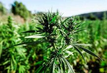 Marruecos autoriza cultivo de cannabis con fines terapéuticos y cosméticos