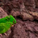 Chocoyitos en el Volcán Masaya