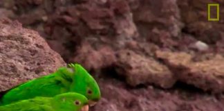 Chocoyitos en el Volcán Masaya