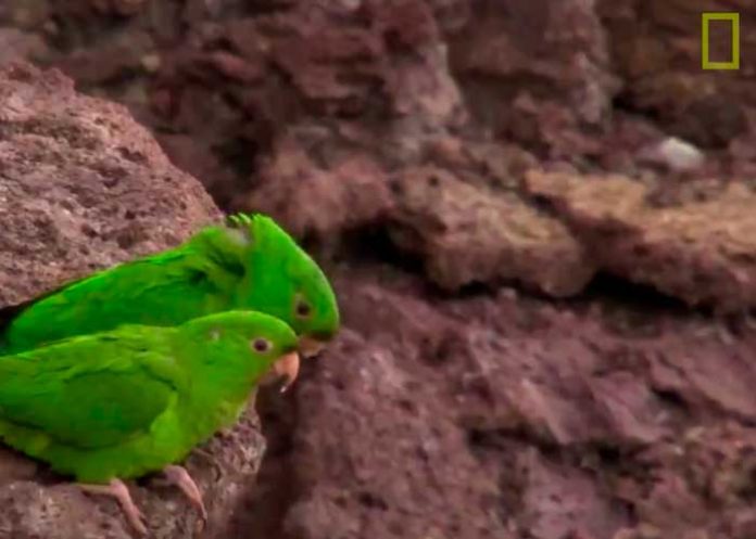 Chocoyitos en el Volcán Masaya