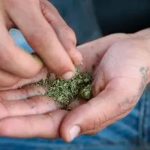 Aprueban uso medicinal de la marihuana en Costa Rica Aprueban uso medicinal de la marihuana en Costa Rica