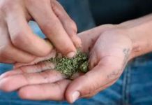 Aprueban uso medicinal de la marihuana en Costa Rica Aprueban uso medicinal de la marihuana en Costa Rica