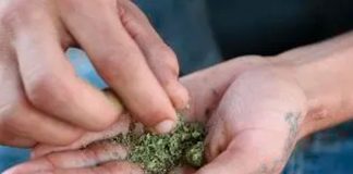 Aprueban uso medicinal de la marihuana en Costa Rica