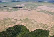 Deforestación de la Amazonía brasileña marca nuevo récord para febrero