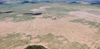 Deforestación de la Amazonía brasileña marca nuevo récord para febrero