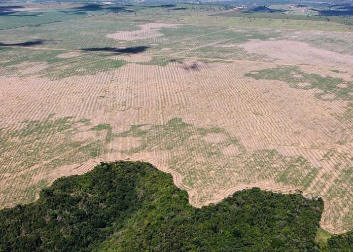 Deforestación de la Amazonía brasileña marca nuevo récord para febrero