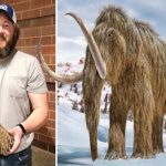 Obrero halla diente de mamut lanudo de hace más de 20,000 años