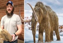 Obrero halla diente de mamut lanudo de hace más de 20,000 años Obrero halla diente de mamut lanudo de hace más de 20,000 años