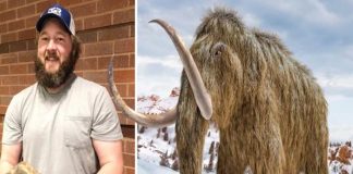 Obrero halla diente de mamut lanudo de hace más de 20,000 años