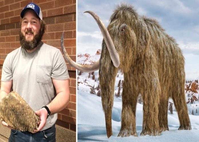 Obrero halla diente de mamut lanudo de hace más de 20,000 años