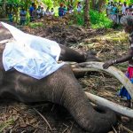 El elefante más sagrado de Sri Lanka murió El elefante más sagrado de Sri Lanka murió
