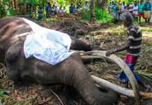 El elefante más sagrado de Sri Lanka murió