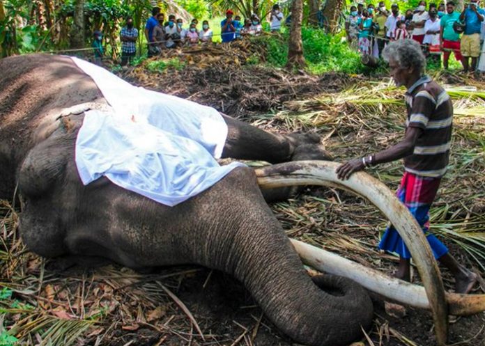 El elefante más sagrado de Sri Lanka murió