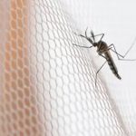 Brote de encefalitis japonesa en Australia deja dos muertos