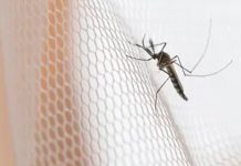 Brote de encefalitis japonesa en Australia deja dos muertos