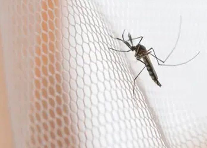 encefalitis-1- Brote de encefalitis japonesa en Australia deja dos muertos