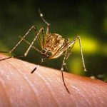 Australia detecta cinco casos de encefalitis japonesa en humanos