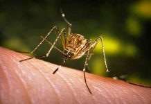 Australia detecta cinco casos de encefalitis japonesa en humanos
