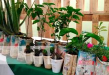 Feria Nacional de fertilizantes y abonos biológicos en Managua Feria de abonos y fertilizantes que promueve el INTA Nicaragua