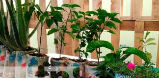 Feria de abonos y fertilizantes que promueve el INTA Nicaragua