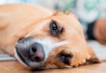 ¡Alerta en Florida! Por virus “altamente contagioso” que afecta a perros ¡Alerta en Florida! Por virus “altamente contagioso” que afecta a perros