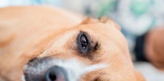 ¡Alerta en Florida! Por virus “altamente contagioso” que afecta a perros