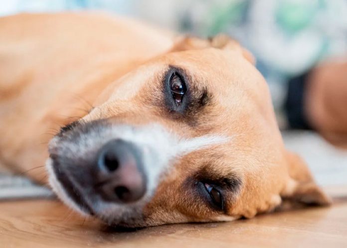 ¡Alerta en Florida! Por virus “altamente contagioso” que afecta a perros