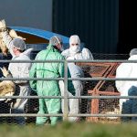 10 millones de aves sacrificadas en Francia por brote de gripe aviar