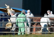 10 millones de aves sacrificadas en Francia por brote de gripe aviar 10 millones de aves sacrificadas en Francia por brote de gripe aviar