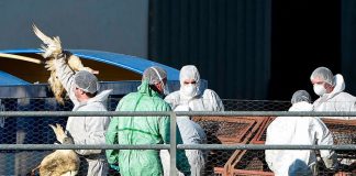 10 millones de aves sacrificadas en Francia por brote de gripe aviar