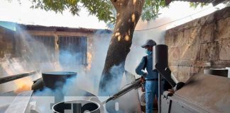 Fumigación y abatización en Managua