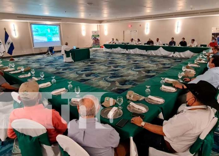 ganaderia-nicaragua-3 Presentación del proyecto de ganadería sostenible en Nicaragua