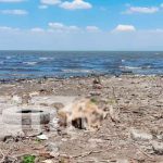 En circunstancias extrañas perece hombre a orillas del Lago de Managua En circunstancias extrañas perece hombre a orillas del Lago de Managua