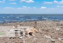 En circunstancias extrañas perece hombre a orillas del Lago de Managua En circunstancias extrañas perece hombre a orillas del Lago de Managua