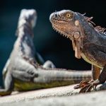 Detenido por intentar cruzar a EU con 52 reptiles escondidos en su ropa Detenido por intentar cruzar a EU con 52 reptiles escondidos en su ropa