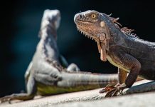 Detenido por intentar cruzar a EU con 52 reptiles escondidos en su ropa