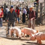 Bono de cerdas para familias en Madriz