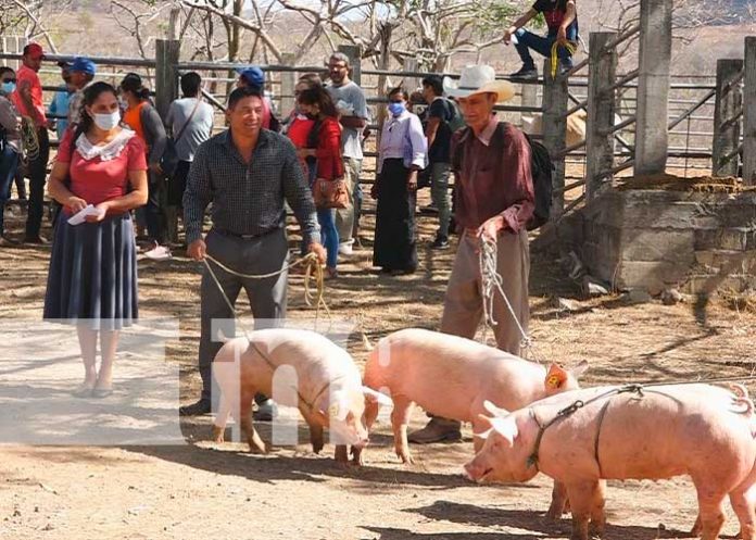 Bono de cerdas para familias en Madriz