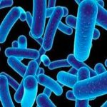 Descubren un depredador microbio marino capaz de capturar carbono