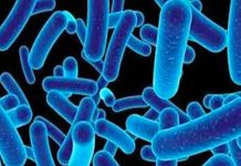 Descubren un depredador microbio marino capaz de capturar carbono Descubren un depredador microbio marino capaz de capturar carbono