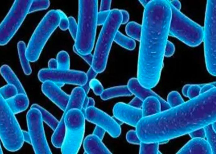 Descubren un depredador microbio marino capaz de capturar carbono