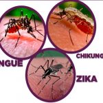EE.UU: Liberan mosquitos modificados para combatir dengue y zika EE.UU: Liberan mosquitos modificados para combatir dengue y zika