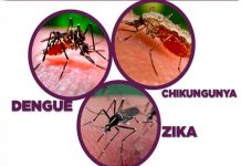 EE.UU: Liberan mosquitos modificados para combatir dengue y zika