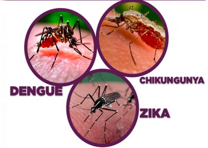 mosquitos- EE.UU: Liberan mosquitos modificados para combatir dengue y zika